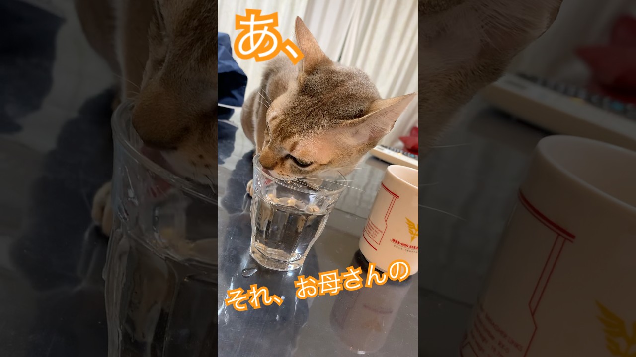 あ、、、　＃シンガプーラ