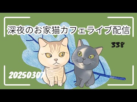 深夜のお家猫カフェライブ配信 ３３８