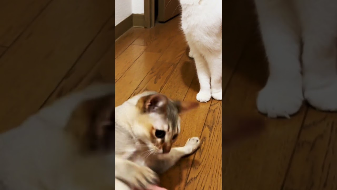 甘噛みから本気？　#ねこ #cat #catlover #ねこ #ねこ動画 #シンガプーラ #甘噛み