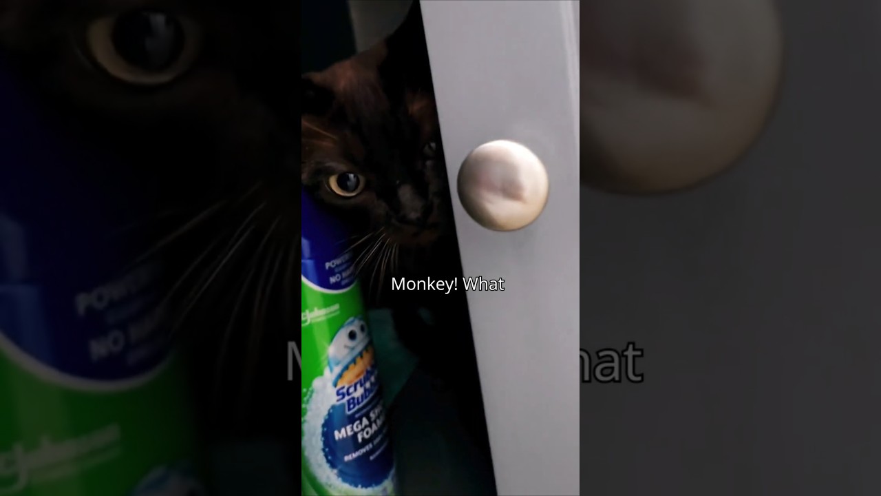 You Won't BELIEVE Where I Found My Cat! #cutecats #cutecat #funny #burmesecat #cat