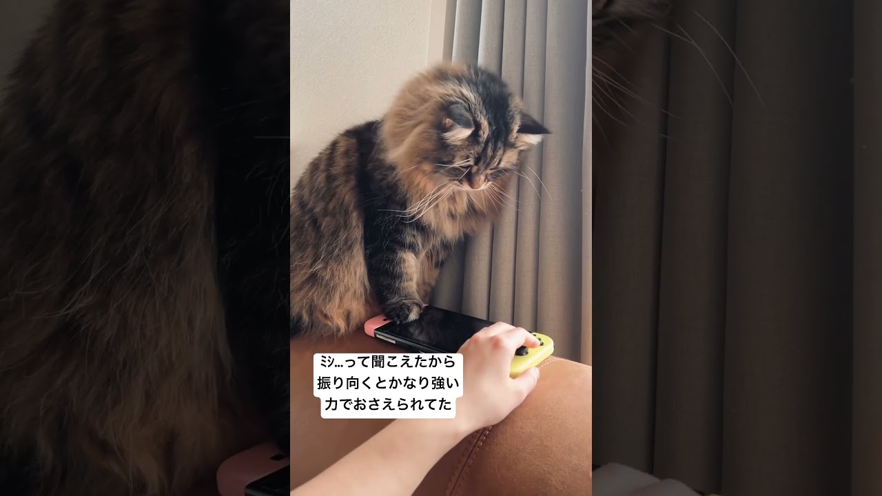 その手をどけておねがい #猫 #サイベリアン #switch
