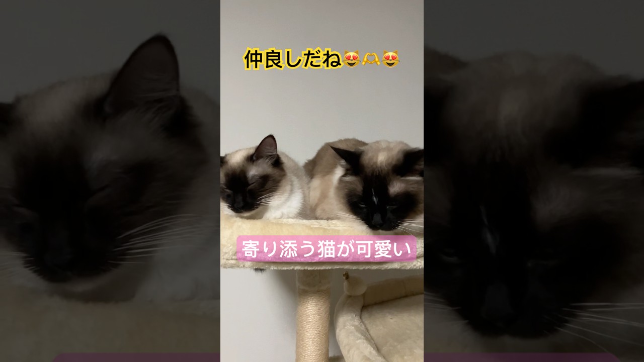 仲良し猫が可愛過ぎました #ragdolls #cats #shorts #ラグドール #猫のいる暮らし #猫動画 #ショート