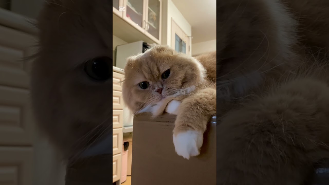 つぶらな瞳の瞬き👁️👁️こんな感じで音がしそう🤭 #すずちゃん