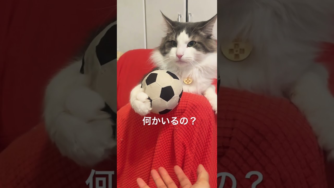何かを見つけるリキ #ノルウェージャンフォレストキャット #猫のいる暮らし