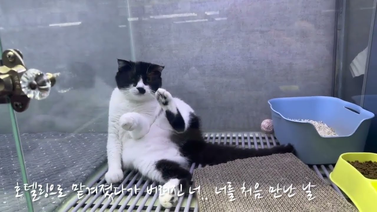 너를만나~ 인사드립니다. 복덩이 토복이예요