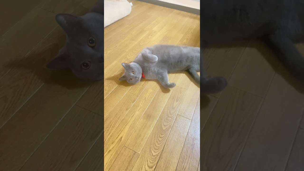 お腹が減って動けないふりをする変な猫