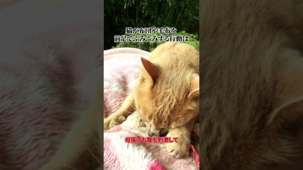 もっと知りたい猫の心理学７選 #雑学 #shorts