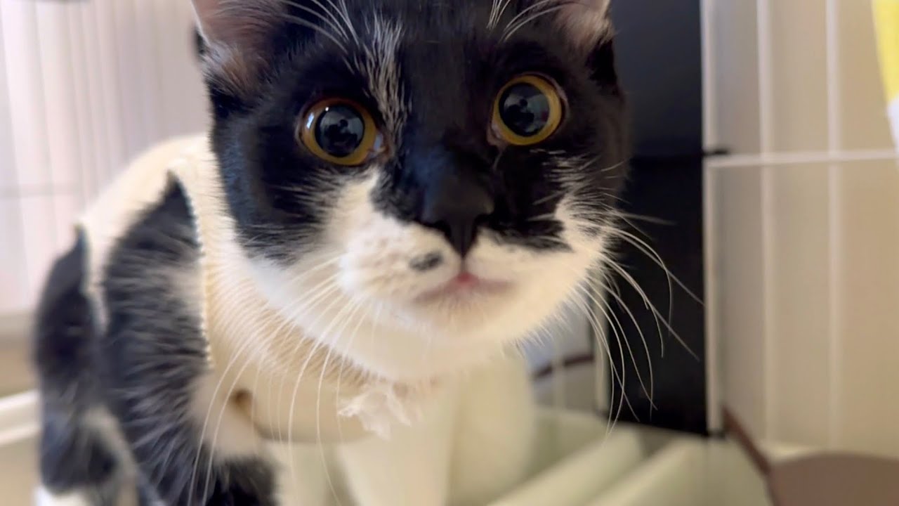 母猫と離れて過ごした子猫の鳴き声がはかない【保護猫】