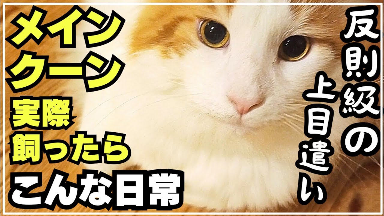 おねだり上手な大型猫メインクーン