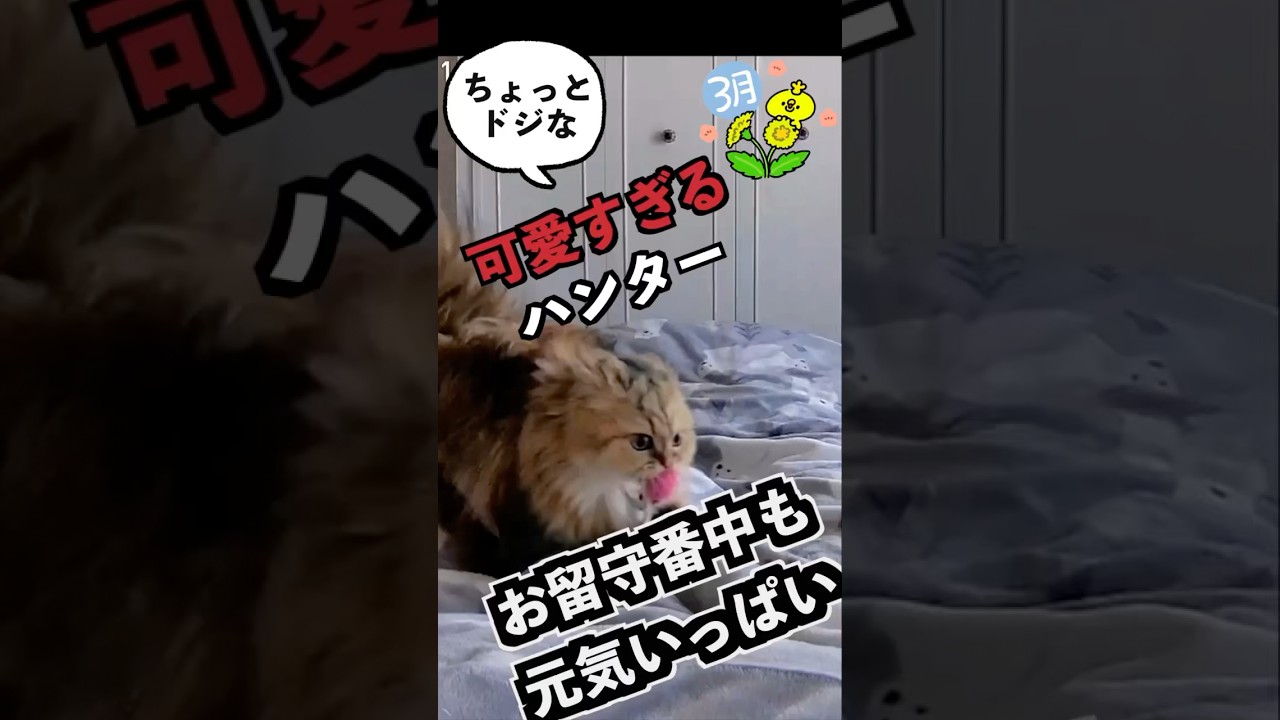 お留守番中も狩りに忙しいペルシャ猫が可愛過ぎた❣️#neko#ペルシャ猫#persiancat #お留守番
