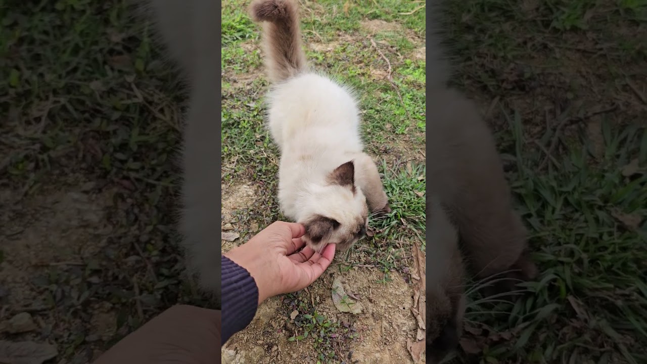 シャム猫の甘えん坊タイム #シャム猫 #癒し