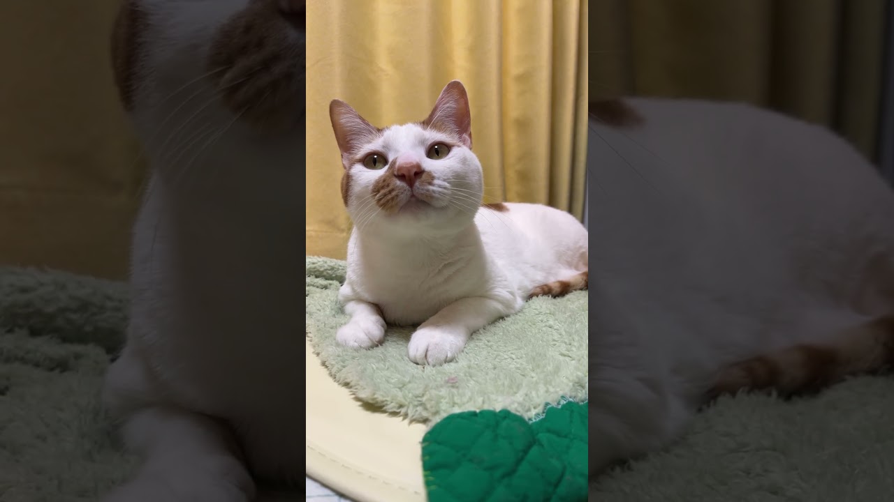 きょとん。#cat #cute #日本猫 #保護猫