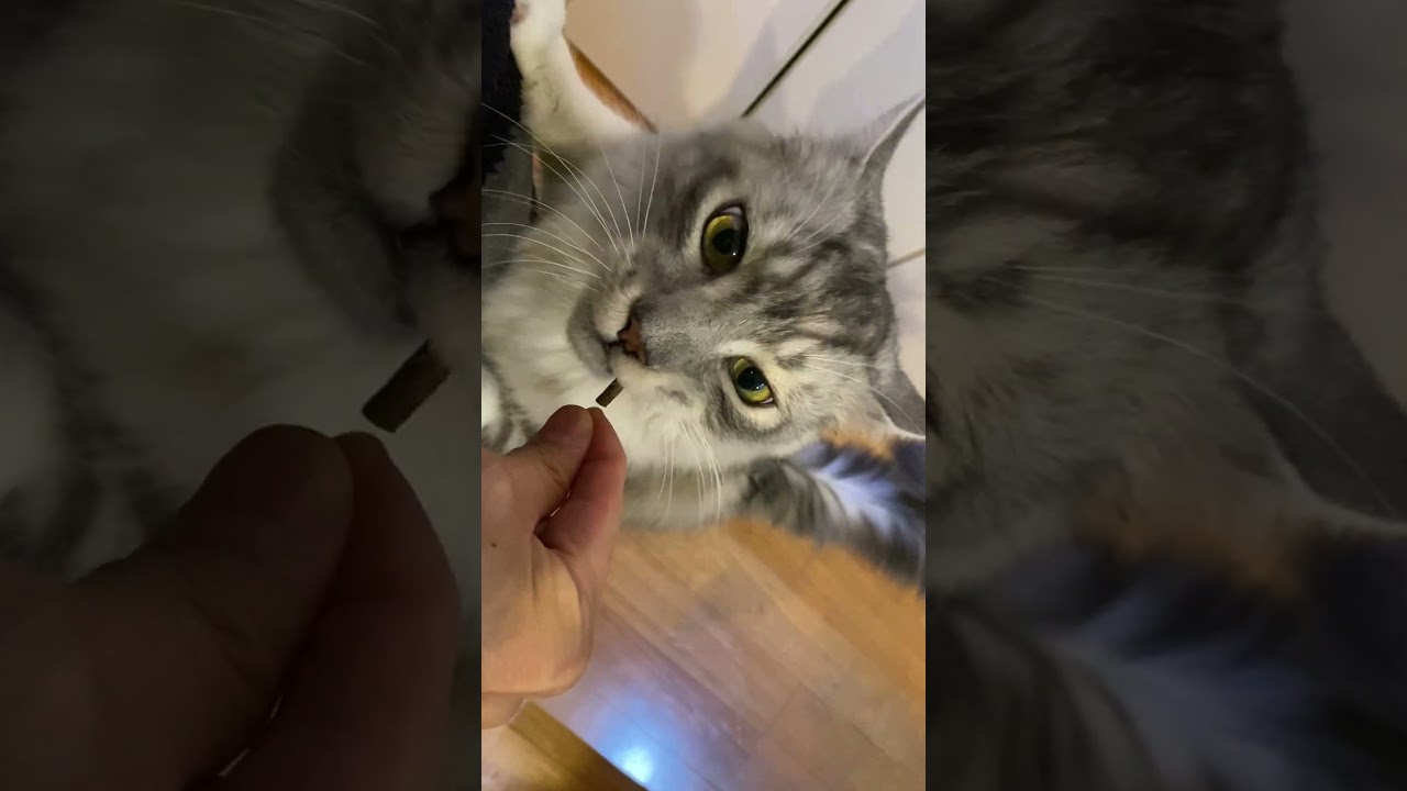 おやつが欲しい時の大型猫の鳴き声#メインクーン#shorts