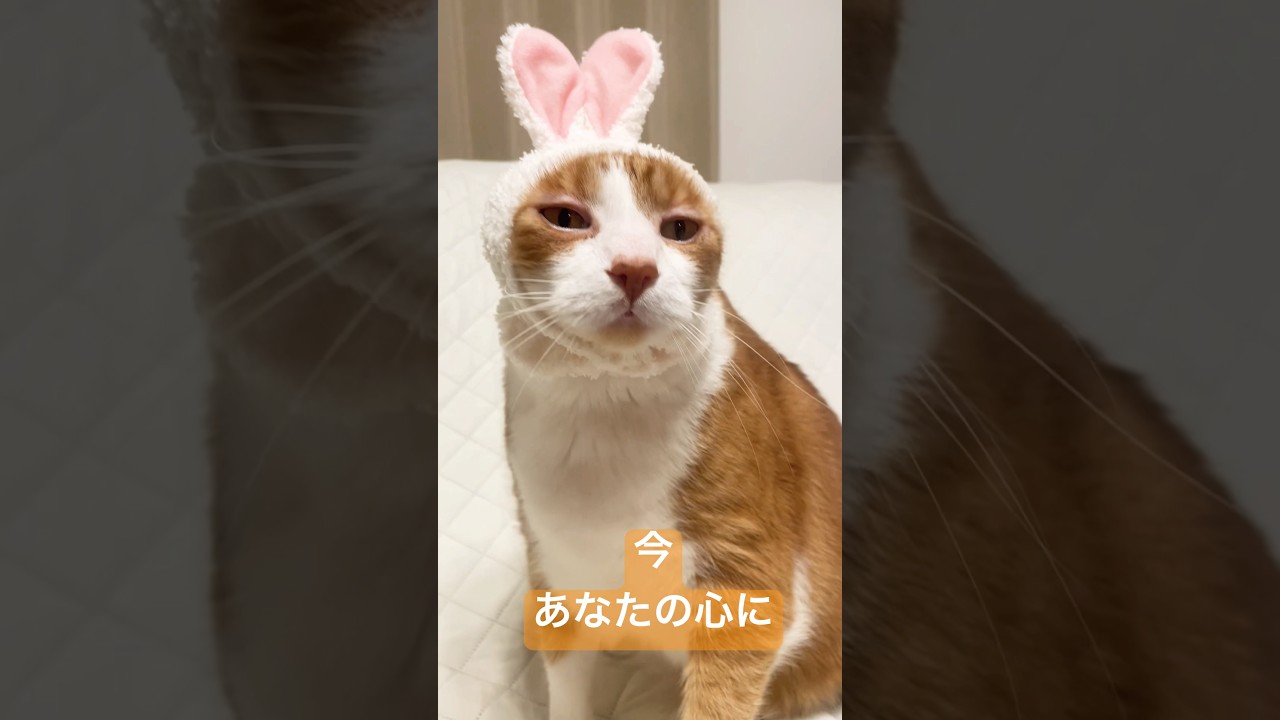 あなたの心に直接語りかける猫 #shorts #cat #猫のいる暮らし #猫好きさんと繋がりたい