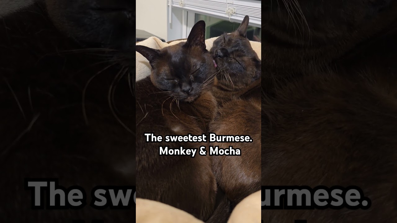 The sweetest Burmese #cats  #cat #burmese #burmesecat #cutecat #kitten #catlover