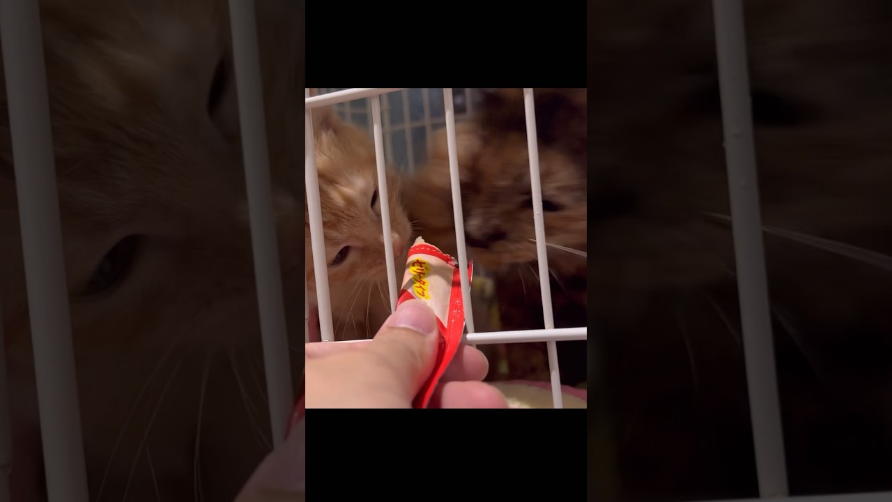 八つ当たり母ちゃん #保護猫 #shorts