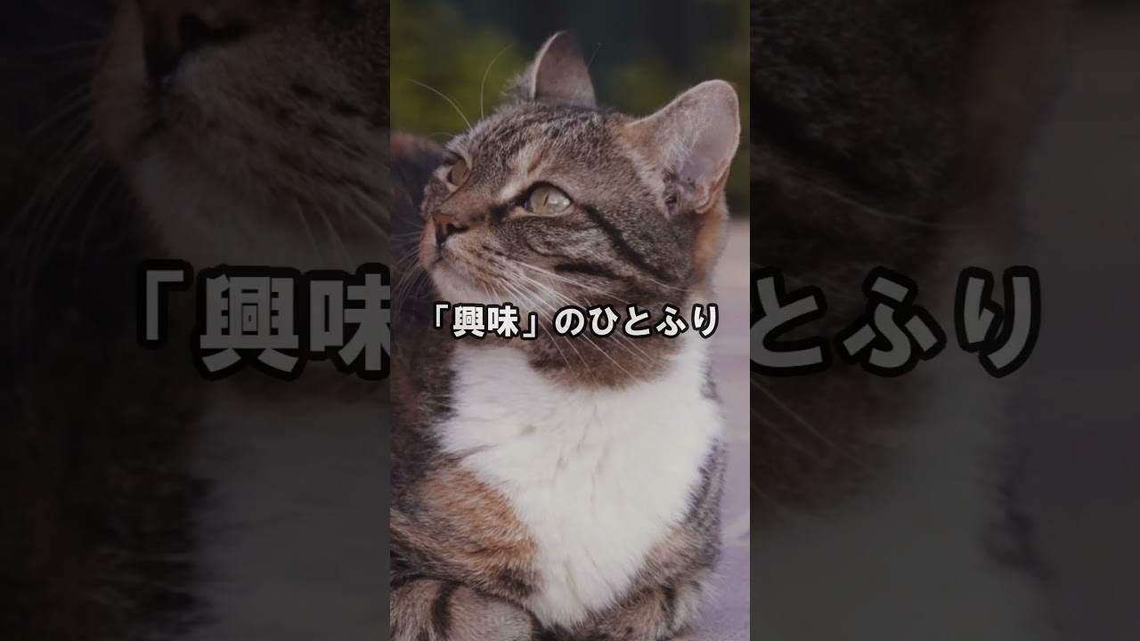 猫はパルス！ #猫動画 #猫好き #雑学 #あるある #ねこ #ネコ #cat #shorts