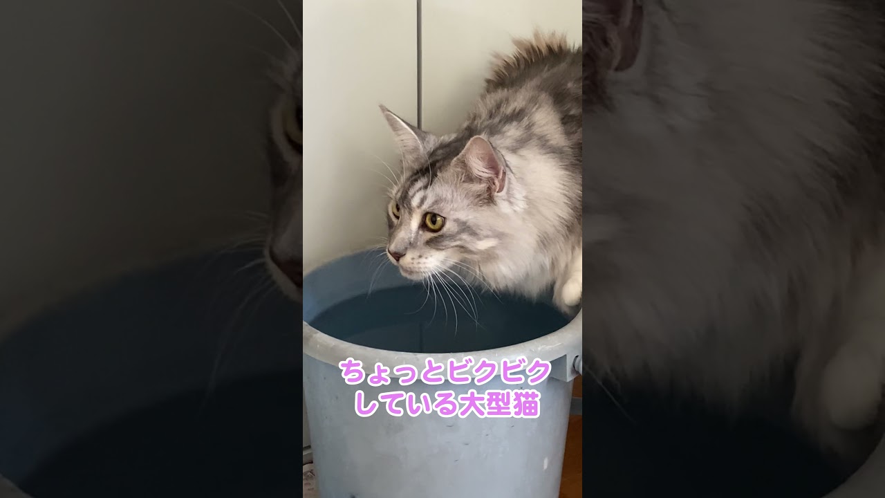 水槽の汲み置き水をこっそりと飲む大型猫#メインクーン#shorts