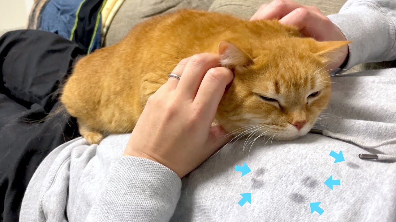 よだれで星座を描こうとする猫