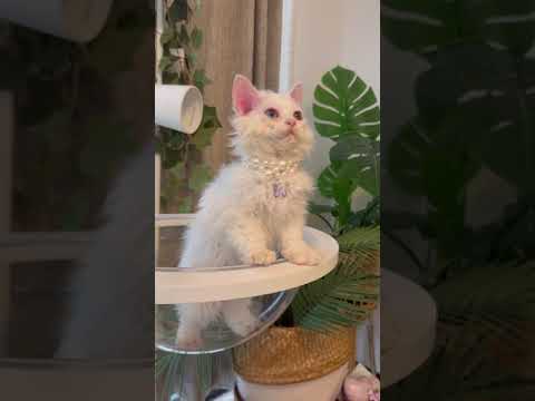 セルカークレックス 珍しいオッドアイ🩵🍏今発毛中