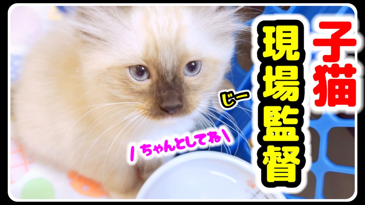 【生後8週】小ちな現場監督たちにピザベッドを用意したらこうなりましたww 【エルサ姫と7人の子猫たち】#ラグドール #子猫 #かわいい