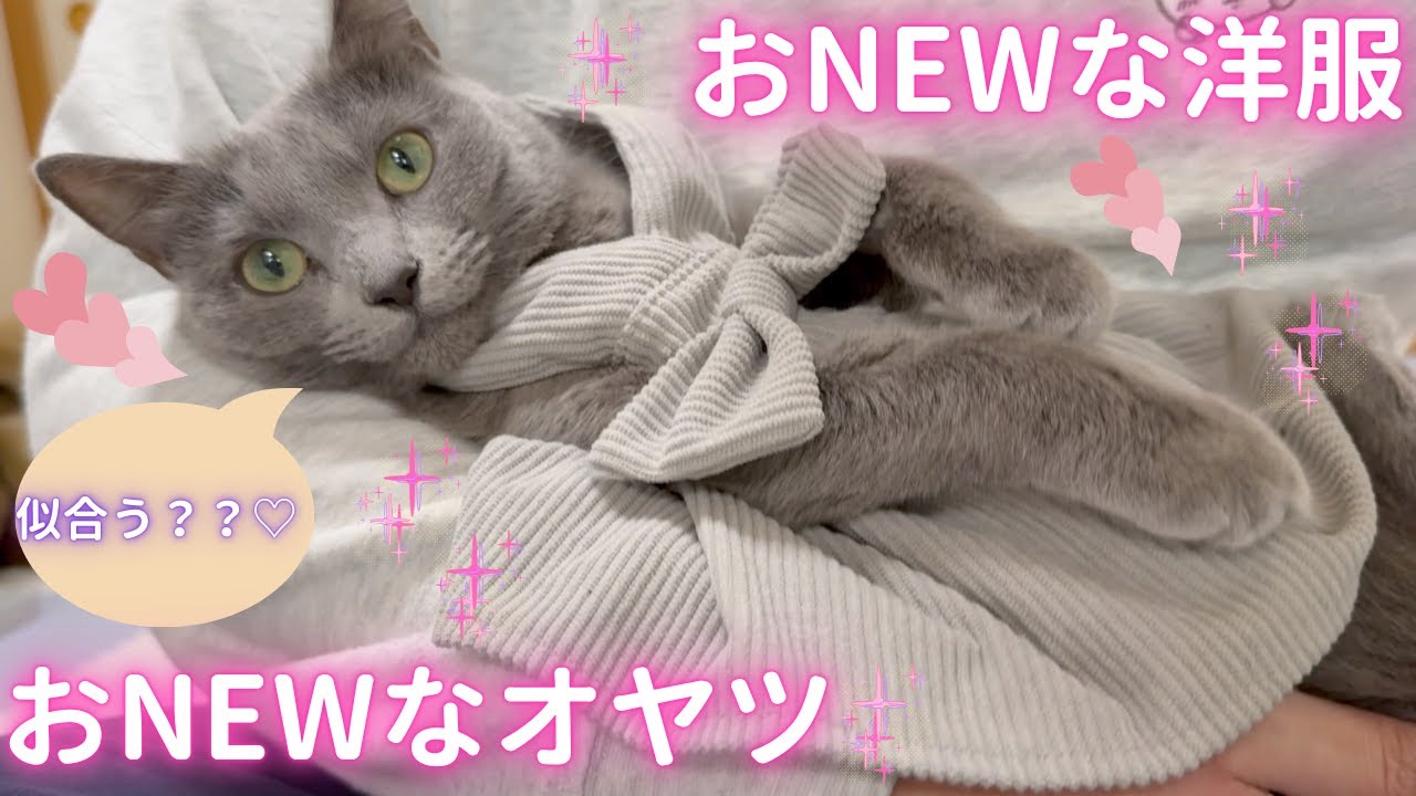 【猫ロシアンブルー】そらちゃんの おNEWな洋服＆おNEWなオヤツ紹介❤️