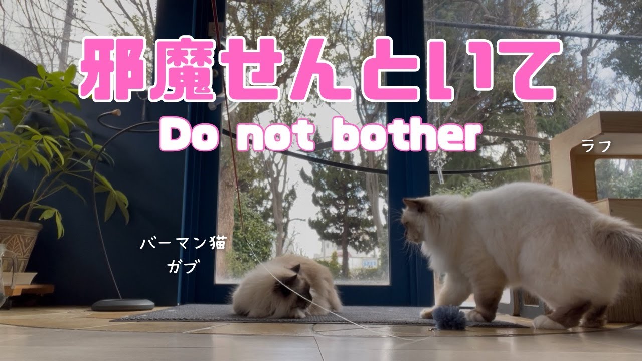 バーマン猫ラフとガブ【邪魔せんといて】Do not bother（バーマン猫）Birman/Cat