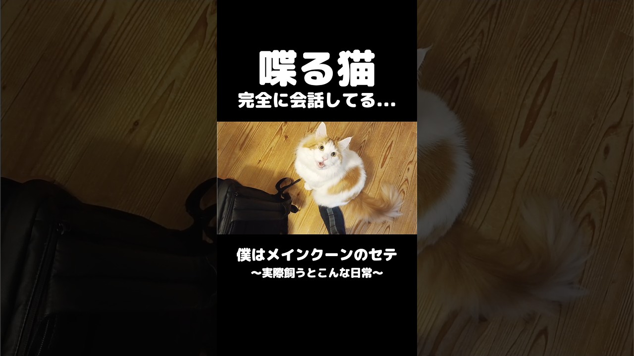 しゃべる猫 #メインクーン #猫 #ねこ #猫のいる暮らし #猫のいる生活 #mainecoon #cat