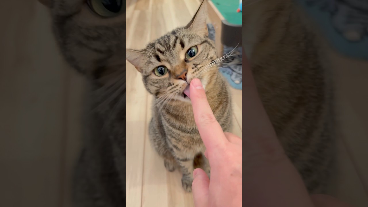 お出迎えぷりぷりスコティッシュが可愛すぎる!! #shorts #猫 #cat