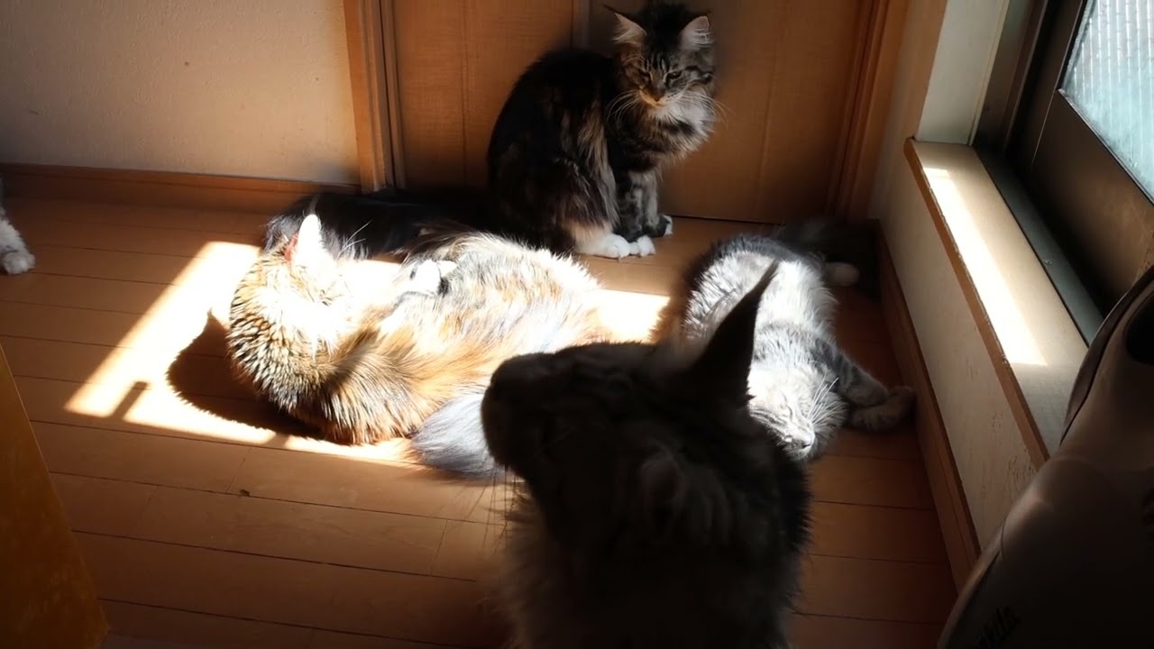 日だまりの中に居るメインクーン達