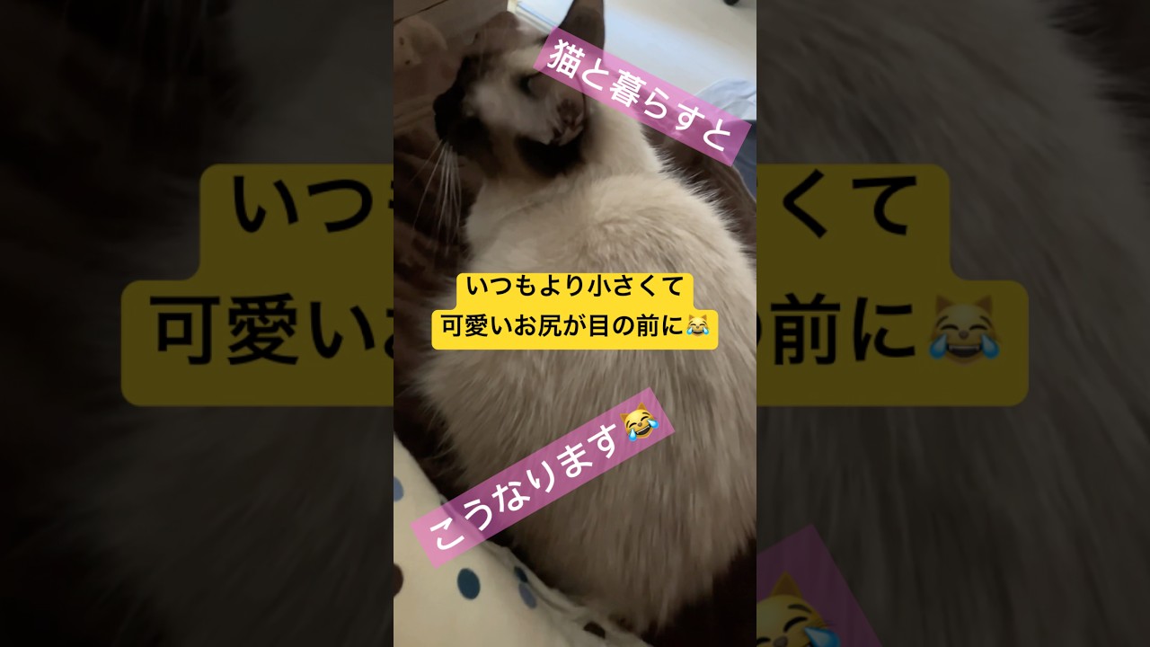 【癒し】布団は早い者勝ちみたい #ragdolls #cats #shorts #ラグドール #猫のいる暮らし #猫動画 #ショート