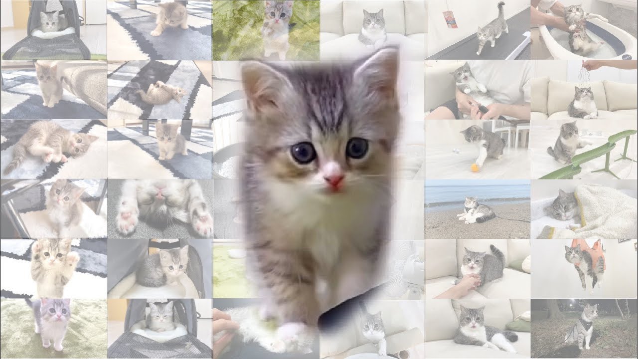 【総集編】もち様が生まれてから3年間の成長記録。