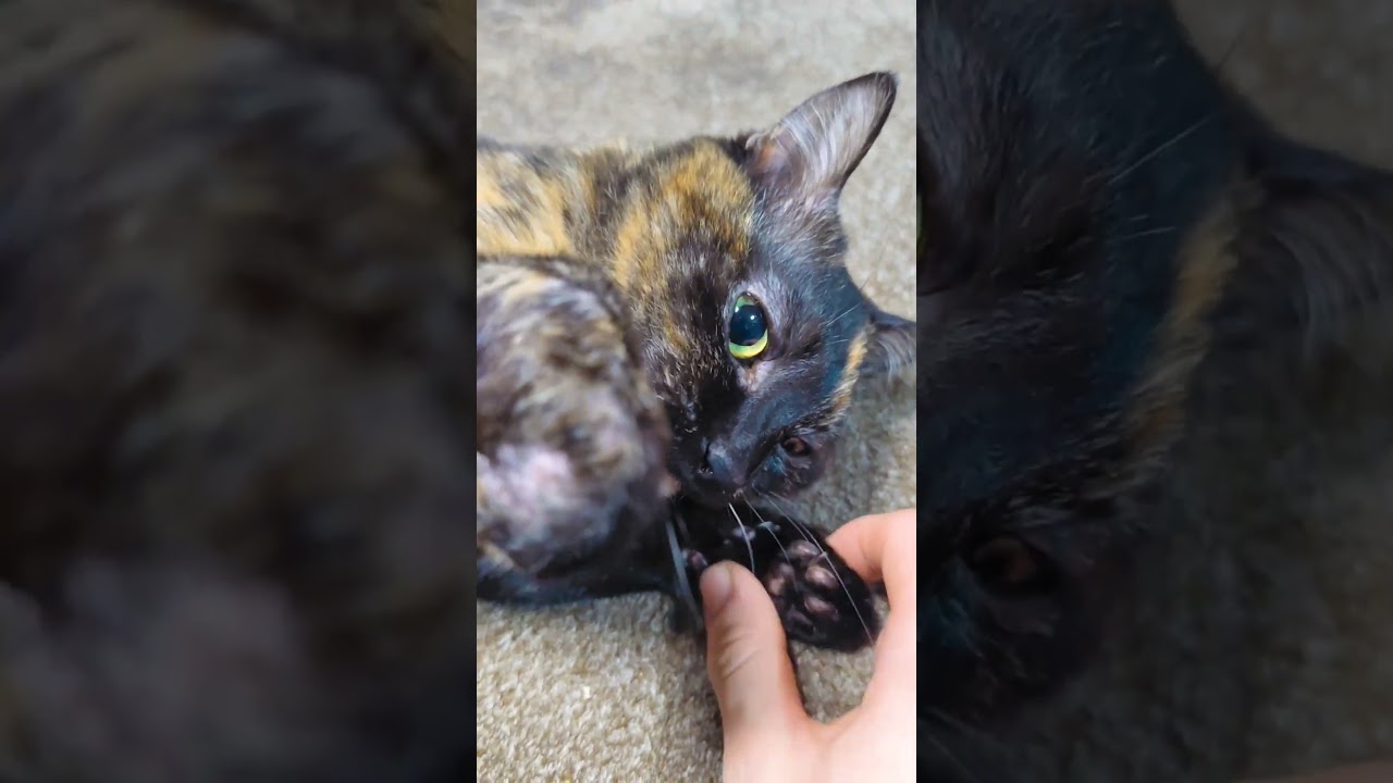 【ねこ】可愛い手！😄可愛くスリスリ！😌　 #保護猫 #ねこ動画 #ねこさんと暮らす #ねこ