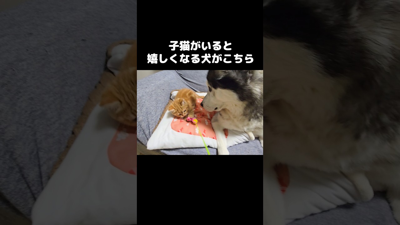 子猫がいると嬉しくてしかたない犬がこちら...