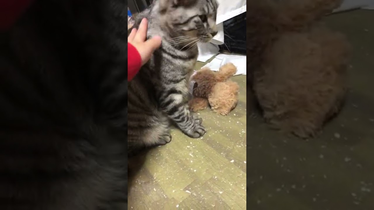 大きなイケメン猫ライムと我が家の女王の朝陽ときどきボンベイ#ねこ#猫#ネコ＃保護猫#かわいい#離島#長崎県#長崎#五島#五島列島#福江島#ねこのいる生活#ねこすきさんと繋がりたい#かわいいねこ#いやし