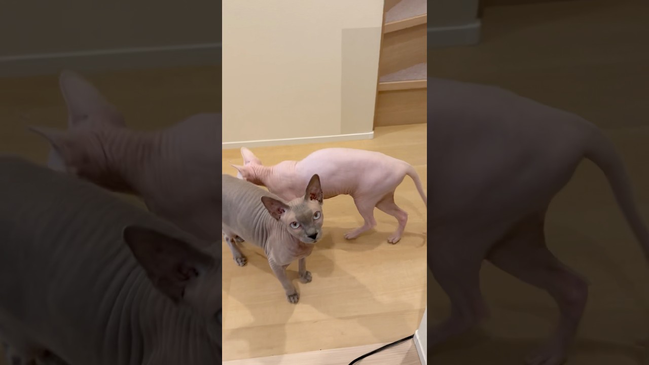 お出迎えしてくれる毛のない猫たちが可愛過ぎる【スフィンクス】
