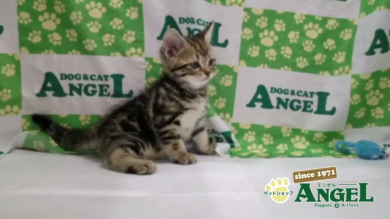 アメリカンショートヘアー 2503019 【ペットショップエンゼル　子犬・子猫販売】
