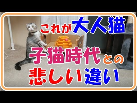 スコティッシュフォールドが大人に…。子猫時代のあなたはどこに。　Scottish fold has grown up. I miss my kittens.