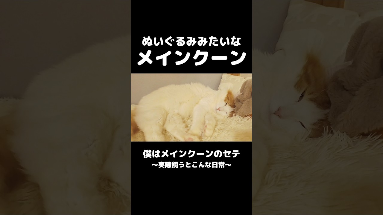 もふもふの境界線がわからない😂 #メインクーン #猫 #ねこ #猫のいる暮らし #mainecoon #cat