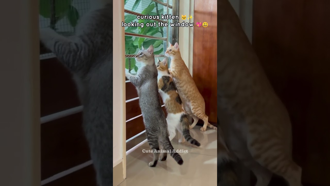 why are the cats so serious 😂🐱 #CuteAnimals #FunnyPets #ViralShorts #TryNotToLaugh #AnimalsOfTikTok