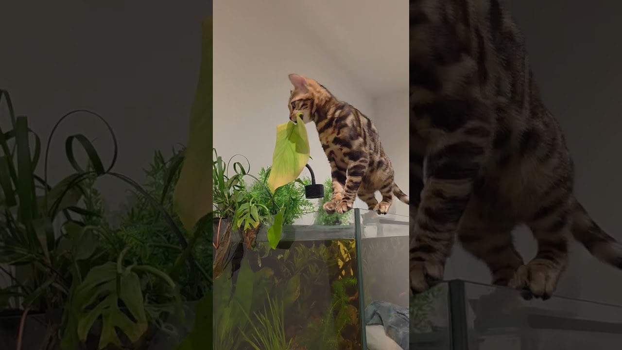 Cute bengal kitten falls in fish tank #CatFails#FunnyCats#CatVsAquarium #epicfails #fishtank
