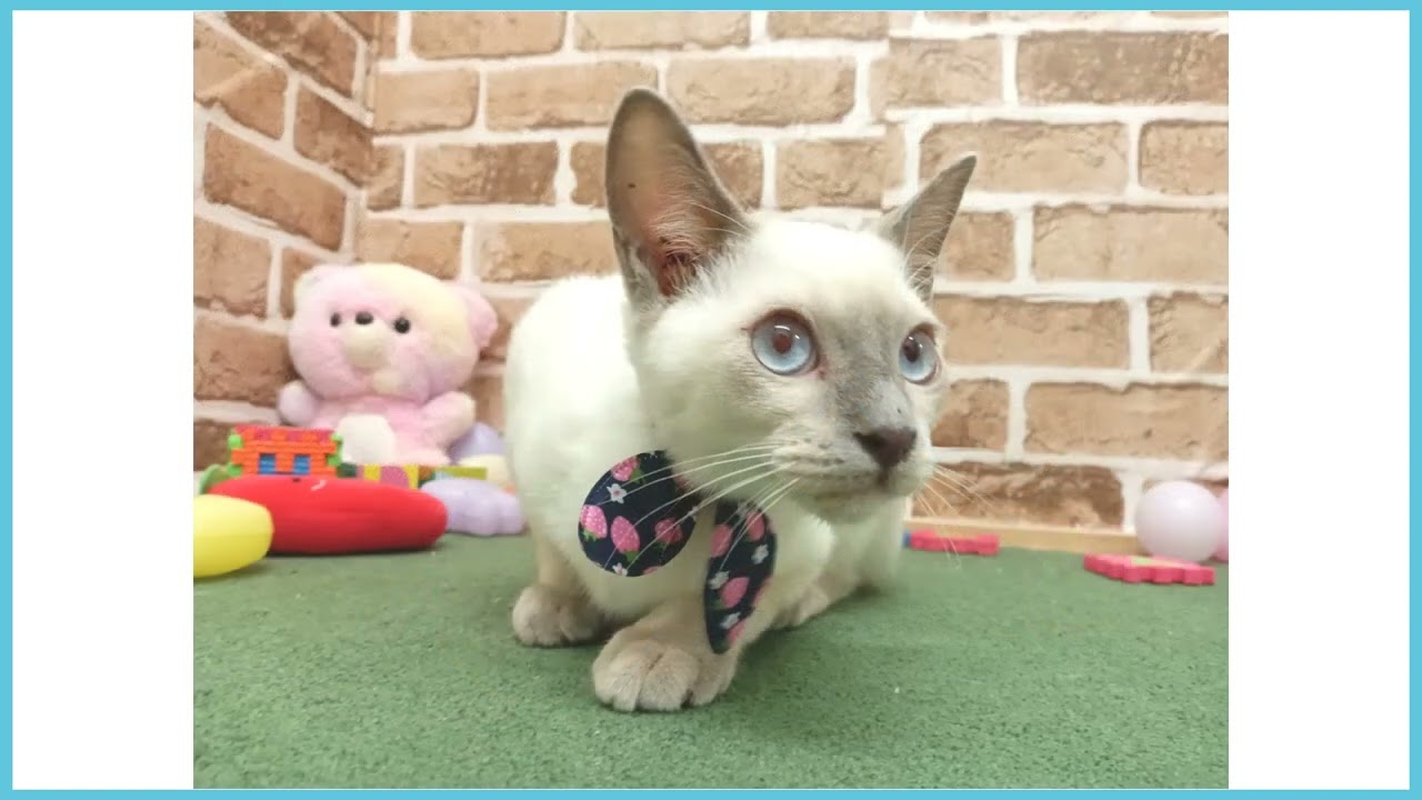 710829 トンキニーズ