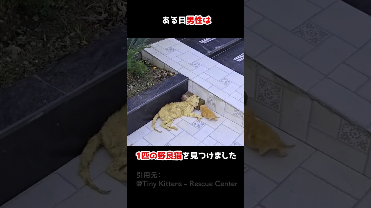 道端で猫の親子を見つけた