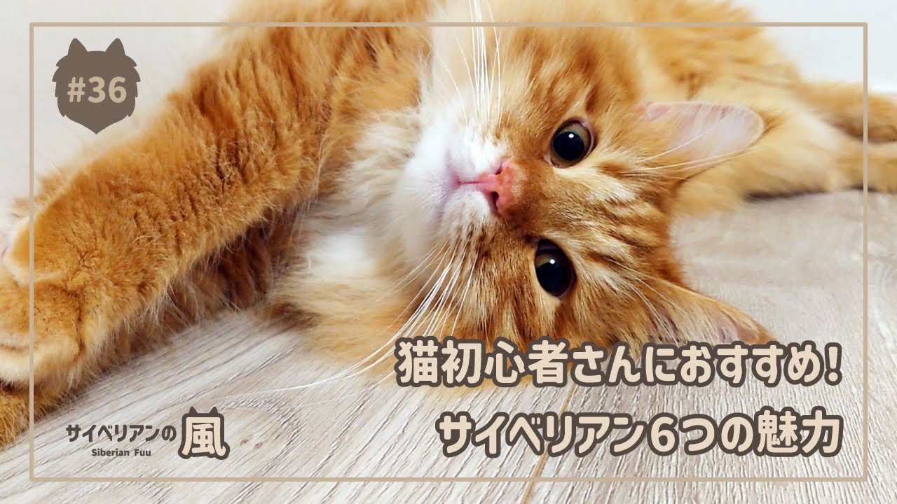 【#36】猫初心者さんにおすすめ！サイベリアン6つの魅力【サイベリアンの男の子】