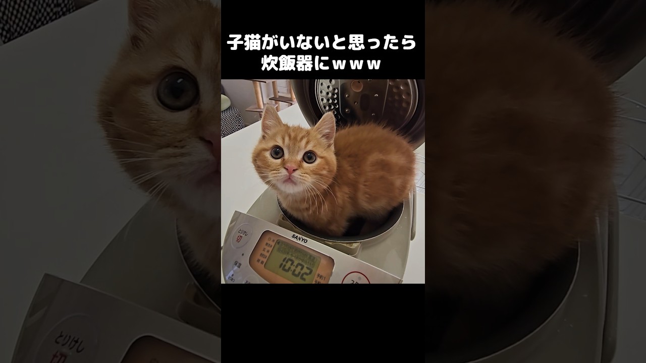 子猫がいないと思ったら炊飯器でこうなってた...笑#shorts