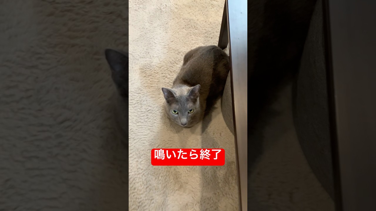 鳴いたら終了#ロシアンブルー #猫