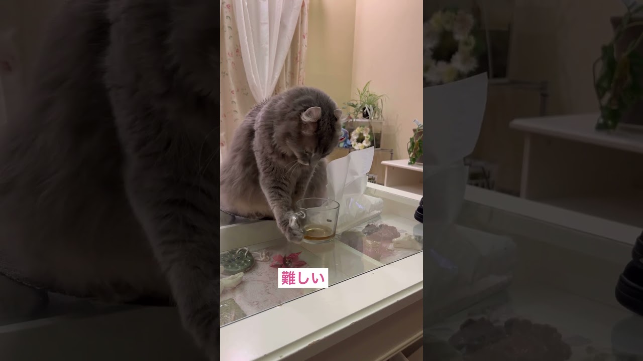 可愛い猫動画 #shorts 練習します