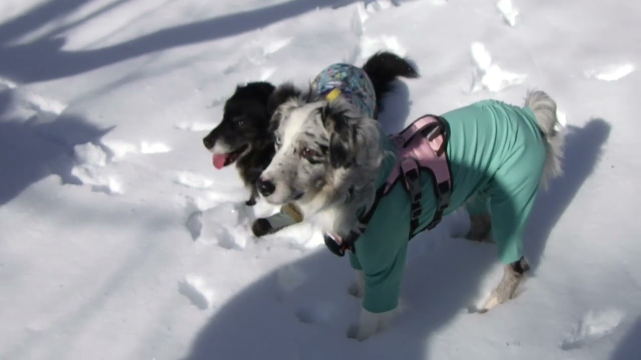 ワンコとスノーシュー’25　1月２月