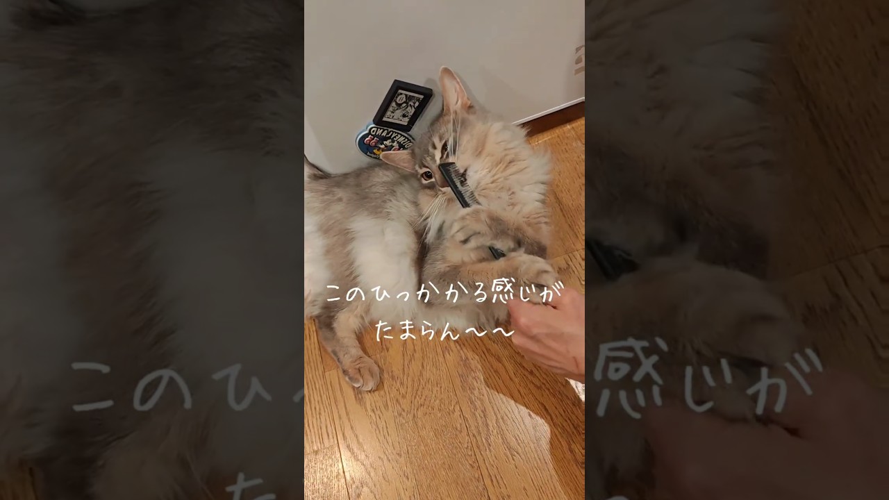 【猫動画】毛玉製造機ことソマリ　#cat  #cats #shorts #猫 #ねこ