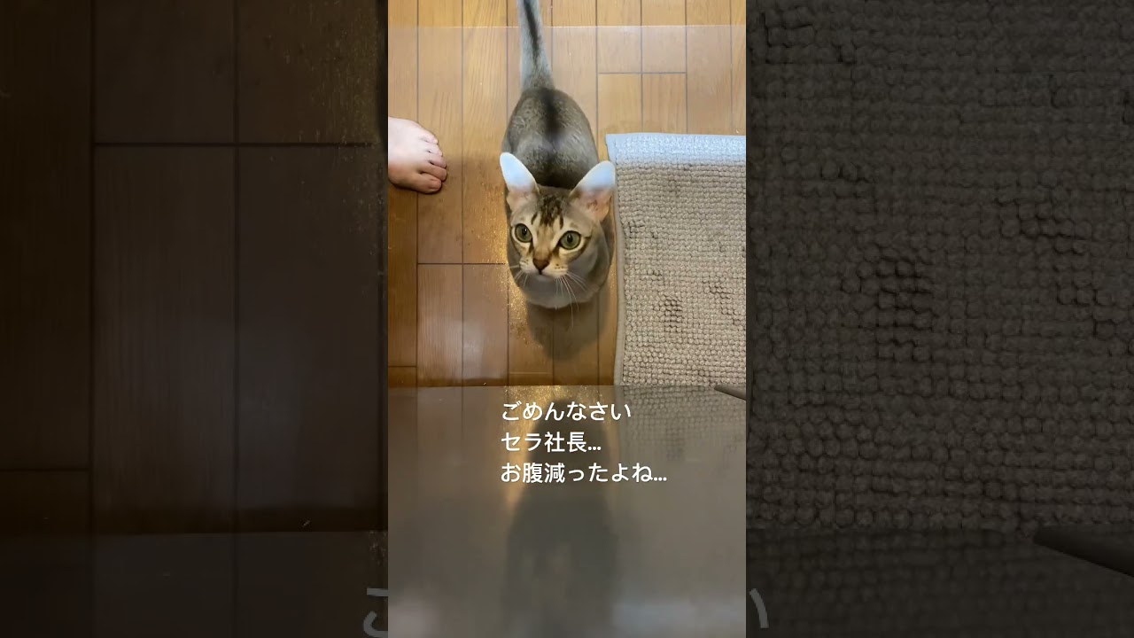 【シンガプーラ】ごはんの時間 #shorts  #cat  #pets  #猫